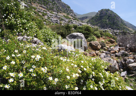 Les montagnes du Rif près de Chefchaouen, Maroc Banque D'Images