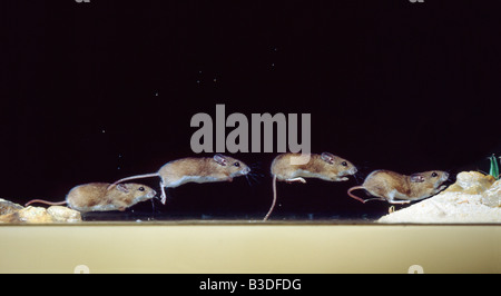 Mulot sylvestre Apodemus sylvaticus Souris Bois INTÉRIEUR INTÉRIEUR INTÉRIEUR Rattus isolement isolées de mammifères solitaires Mouride Murids CNA Banque D'Images