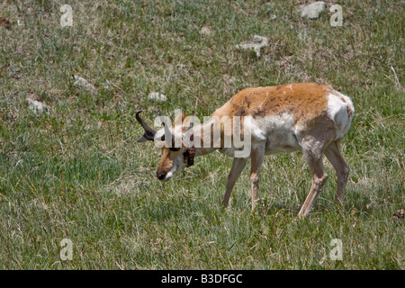 L'Antilope, Custer State Park, South Dakota, USA Banque D'Images
