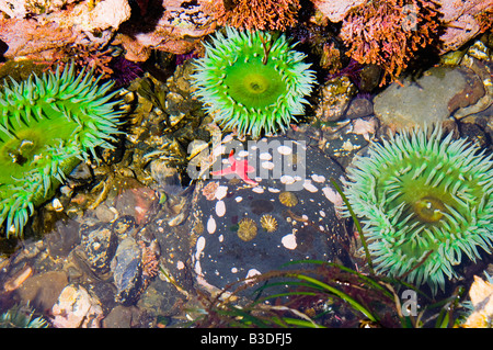 Anthopleura xanthogrammica anémones vertes géantes et les étoiles en Henricia sanguinolenta tidepool à marée basse Banque D'Images