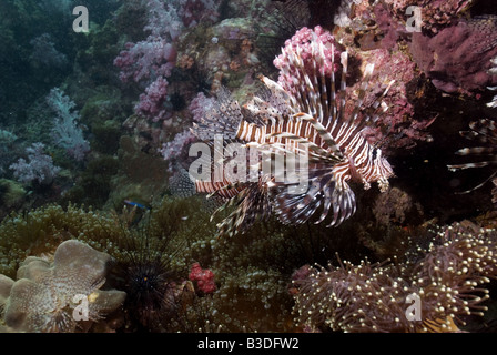 Le poisson-papillon de coraux sous l'eau Banque D'Images