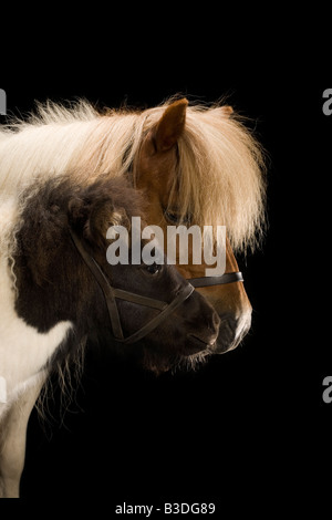 Un poney Shetland jument avec son poulain Banque D'Images