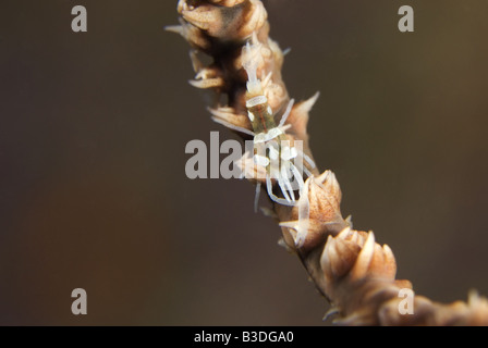 Les crevettes sous l'eau Banque D'Images