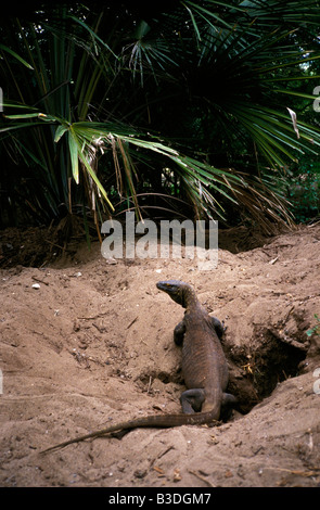 Visite du tumulus d'un nid de varan de Komodo par Mégapode les varans pillent les nids des mégapodes à la recherche d oeufs ils Banque D'Images