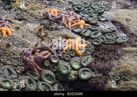 Les étoiles de mer et de l'ocre vert géant sur les rochers exposés anémones à marée basse Banque D'Images
