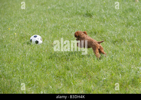 Le chien qui court après le football en park Banque D'Images