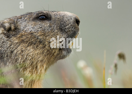 Marmota Murmeltiere dans den Alpen Alpenmurmeltier Marmotte alpine Autriche Banque D'Images