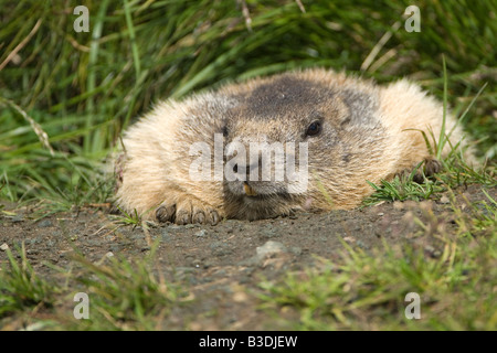 Marmota Murmeltiere dans den Alpen Alpenmurmeltier Marmotte alpine Autriche Banque D'Images