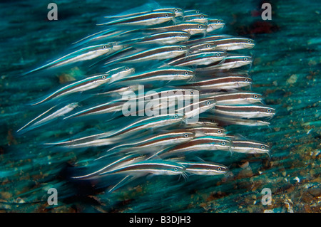 L'École de bar d'Anguille Poisson-chat Plotosus lineatus) au Détroit de Lembeh Indonésie Banque D'Images