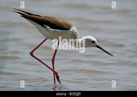 Stelzenlaeufer Himantopus himantopus Black winged Stilt Spanien Espagne Baléares Majorque Banque D'Images