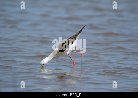 Stelzenlaeufer Himantopus himantopus Black winged Stilt Spanien Espagne Baléares Majorque Banque D'Images