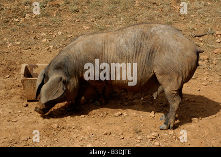 Les porcs domestiques Spanien Espagne Baléares Majorque Banque D'Images