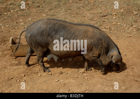 Les porcs domestiques Spanien Espagne Baléares Majorque Banque D'Images