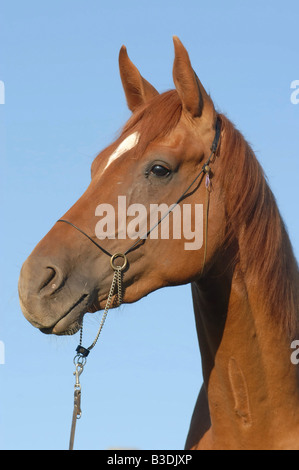 Deutsches Reitpferd Cheval allemand Banque D'Images