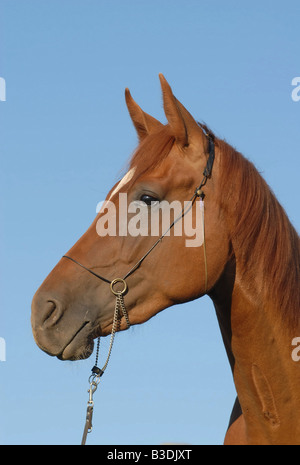 Deutsches Reitpferd Cheval allemand Banque D'Images