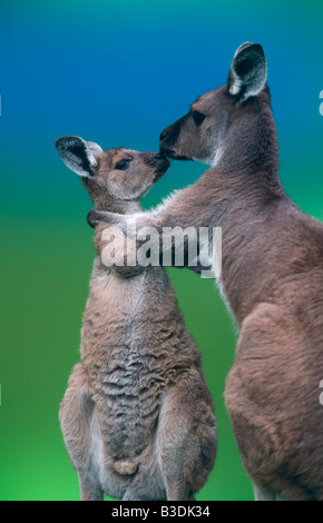 Westliches Graues Riesenkaenguru avec kangourou gris de l'ouest cub Macropus fuliginosus Banque D'Images