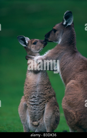 Westliches Graues Riesenkaenguru avec kangourou gris de l'ouest cub Macropus fuliginosus Banque D'Images