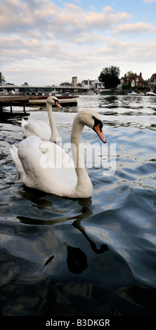 Cygnes sur la Tamise à Marlow, dans le Buckinghamshire, Royaume-Uni 2/2 Banque D'Images