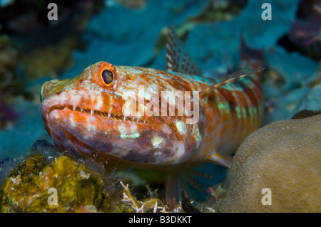 Reef Lizardfish Synodus variegatus dans le Parc National de Komodo en Indonésie Banque D'Images