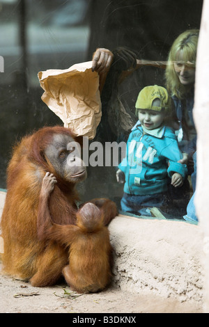 Orang-outan de Sumatra Pongy pygmaeus abelii jeune orang-outan avec les femmes adultes regardent les visiteurs Banque D'Images