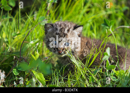 Rotluchs Lynx rufus weiblich femelle lynx roux Lynx rufus Banque D'Images