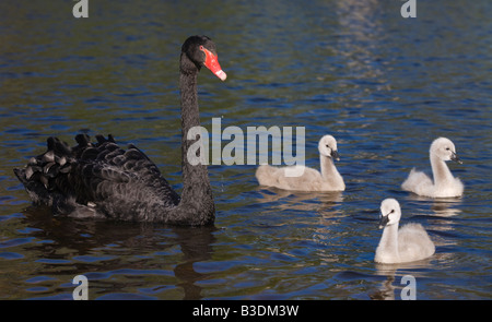 Trauerschwan Schwarzer Schwan Cygnus atratus Junges Kuecken Jungtier brillant black swan jeune chick Banque D'Images