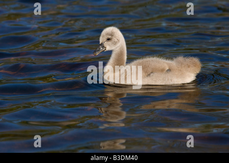 Trauerschwan Schwarzer Schwan Cygnus atratus Junges Kuecken Jungtier brillant black swan jeune chick Banque D'Images