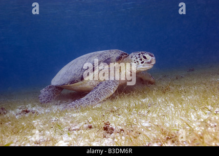 Tortue verte assis sur le des herbiers en eau peu profonde Banque D'Images