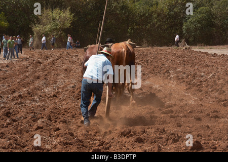 Exploitant agricole espagnol le labour avec charrue en bois et des taureaux à agricole voir Gran Canaria dans les îles Canaries. Banque D'Images