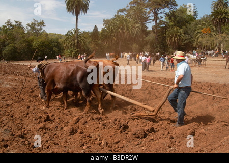 Exploitant agricole espagnol le labour avec charrue en bois et des taureaux à agricole voir Gran Canaria dans les îles Canaries. Banque D'Images