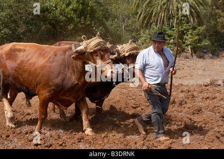 Exploitant agricole espagnol le labour avec charrue en bois et des taureaux à agricole voir Gran Canaria dans les îles Canaries. Banque D'Images