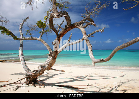 Driftwood et arbres sur une plage isolée dans Turks et Caïques Banque D'Images
