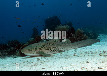 Requin léopard posée sur le fond sous l'eau Banque D'Images