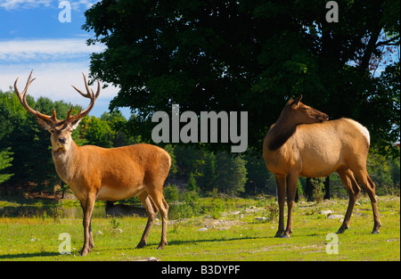 Red Deer stag mâle et femelle Wapiti dans Omega Parc Québec nature preserve Banque D'Images