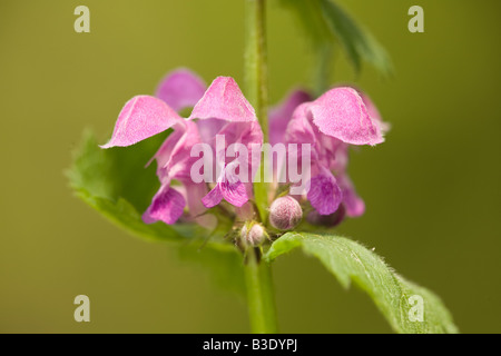 Lamium purpureum Deadnettle Deadnettle rouge violet Banque D'Images