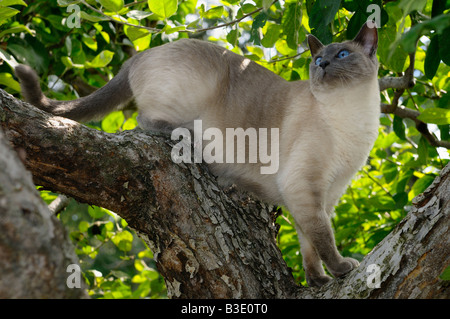 Chat Siamois Blue Point alors que l'escalade jusqu'à un pommier Banque D'Images