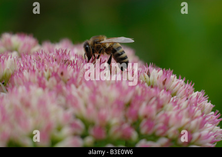 Abeille sur fleur Sedum Banque D'Images