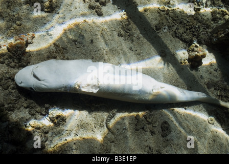 Requins morts gisant sur le fond après ses ailerons ont été coupées Banque D'Images