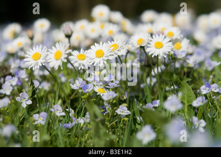 Allemagne, Bavière, Wild daisies (Asteraceae), close-up Banque D'Images