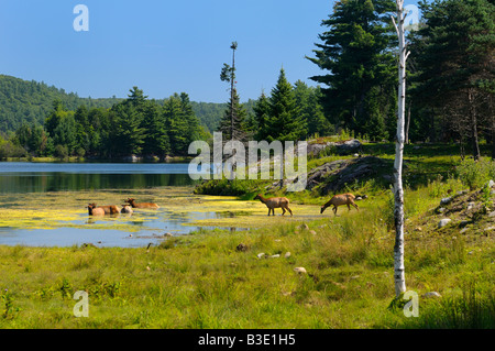 Un groupe de cerfs wapiti femelle aller nager dans un lac au Parc Oméga Québec Banque D'Images