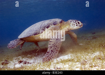 Tortue verte assis sur le des herbiers en eau peu profonde Banque D'Images