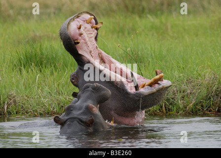 Hippopotamus avec cub - dans l'eau / Hippopotamus amphibius Banque D'Images