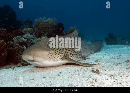 Requin léopard posée sur le fond sous l'eau Banque D'Images