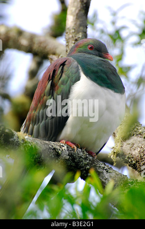 La Nouvelle-Zélande, Kereru pigeon ramier Banque D'Images