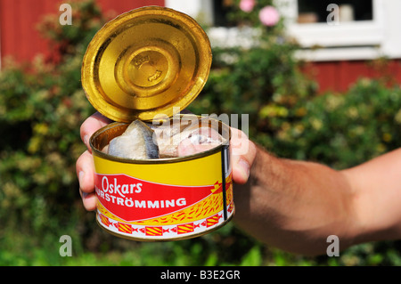 Le hareng fermenté Surstromming dans une boîte d'une délicatesse suédois  Stockholms Lan Suède Août 2008 Photo Stock - Alamy