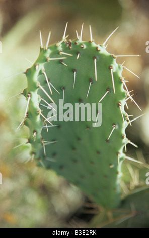 Italie, Sardaigne, Cactus (Opuntia ficus-indica), close-up Banque D'Images