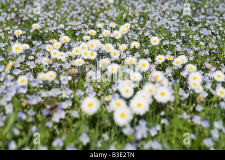 Allemagne, Bavière, Wild daisies (Asteraceae), close-up Banque D'Images