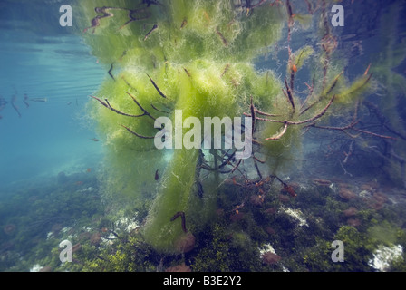 En vertu de l'arbre d'eau formée par des branches d'arbres de mangrove accroché dans l'eau envahie par les algues Banque D'Images