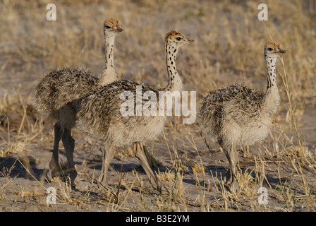 Trois jeunes autruches - marche / Struthio camelus Banque D'Images