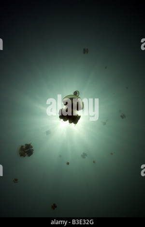 Les méduses sous l'eau silhouetté contre un sunburst Banque D'Images